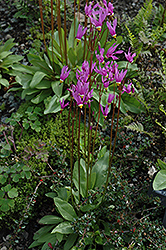 Shooting Star (Dodecatheon meadia) at GardenWorks