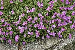 Purple Rock Cress (Aubrieta deltoidea) at GardenWorks