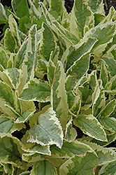 Variegated Figwort (Scrophularia auriculata 'Variegata') at GardenWorks