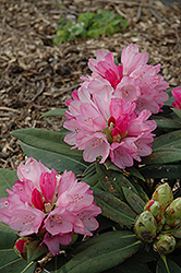 Queen Alice Rhododendron (Rhododendron yakushimanum 'Queen Alice') at GardenWorks