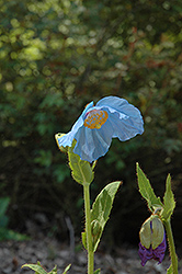 Lingholm Himalayan Blue Poppy (Meconopsis 'Lingholm') at GardenWorks