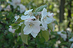 Belle de Boskoop Apple (Malus 'Belle de Boskoop') at GardenWorks
