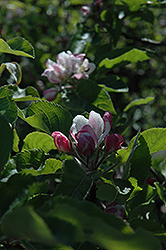 Melrose Apple (Malus 'Melrose') at GardenWorks