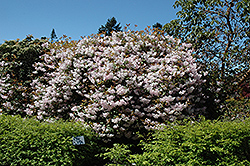 Temple Bells Rhododendron (Rhododendron 'Temple Bells') at GardenWorks