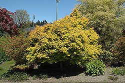 Katsura Japanese Maple (Acer palmatum 'Katsura') at GardenWorks