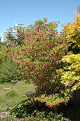 Redvein Enkianthus (Enkianthus campanulatus) at GardenWorks