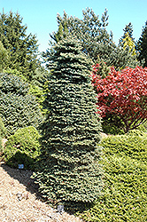 Dwarf Blue Spruce (Picea pungens 'Nana') at GardenWorks