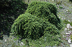Thorsen's Weeping Hemlock (Tsuga heterophylla 'Thorsen's Weeping') at GardenWorks