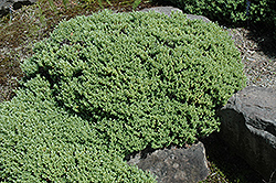 Sutherland Hebe (Hebe pinguifolia 'Sutherlandii') at GardenWorks