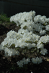 Hino White Azalea (Rhododendron 'Hino White') at GardenWorks