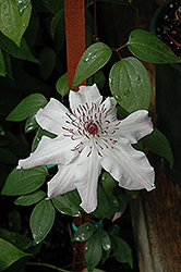 Eye Of The Storm Clematis (Clematis 'Vancouver Fragrant Star') at GardenWorks