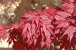 Oregon Sunset Japanese Maple (Acer palmatum 'Oregon Sunset') at GardenWorks