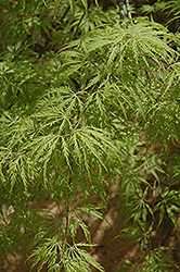 Filigree Green Lace Japanese Maple (Acer palmatum 'Filigree Green Lace') at GardenWorks
