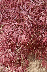 Ever Red Lace-Leaf Japanese Maple (Acer palmatum 'Ever Red') at GardenWorks