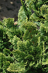 Well's Special Hinoki Falsecypress (Chamaecyparis obtusa 'Well's Special') at GardenWorks