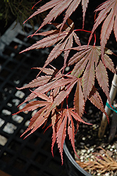 Azuma Murasaki Japanese Maple (Acer palmatum 'Azuma Murasaki') at GardenWorks