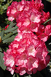 Fantastica Rhododendron (Rhododendron 'Fantastica') at GardenWorks