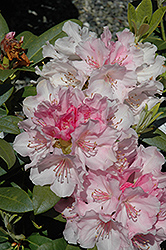 Yaku Angel Rhododendron (Rhododendron yakushimanum 'Yaku Angel') at GardenWorks