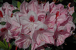 Mrs. Furnival Rhododendron (Rhododendron 'Mrs. Furnival') at GardenWorks