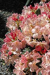 Percy Wiseman Rhododendron (Rhododendron 'Percy Wiseman') at GardenWorks