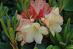 Seaview Sunset Rhododendron (Rhododendron 'Seaview Sunset') at GardenWorks