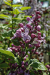 Lavender Lady Lilac (Syringa vulgaris 'Lavender Lady') at GardenWorks