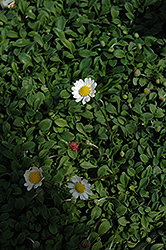 Miniature Mat Daisy (Bellium minutum) at GardenWorks
