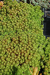 Mossy Stonecrop (Sedum lydium) at GardenWorks