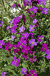 Rokey's Purple Rock Cress (Aubrieta x cultorum 'Rokey's Purple') at GardenWorks