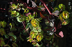 Ruby Glow Wood Spurge (Euphorbia amygdaloides 'Waleuphglo') at GardenWorks