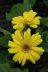 Yellow Gerbera Daisy (Gerbera 'Yellow') at GardenWorks