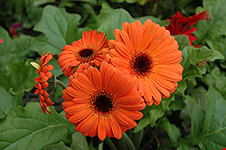 Orange Gerbera Daisy (Gerbera 'Orange') at GardenWorks