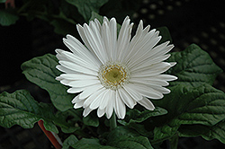 White Gerbera Daisy (Gerbera 'White') at GardenWorks