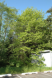 Big Leaf Maple (Acer macrophyllum) at GardenWorks
