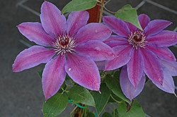 Vancouver Starry Nights Clematis (Clematis 'Vancouver Starry Nights') at GardenWorks