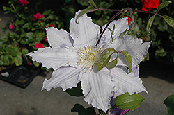 Vancouver Morning Mist Clematis (Clematis 'Vancouver Morning Mist') at GardenWorks
