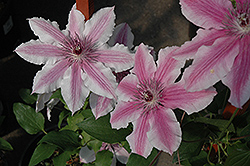 Carnaby Clematis (Clematis 'Carnaby') at GardenWorks
