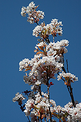 Amanogawa Flowering Cherry (Prunus serrulata 'Amanogawa') at GardenWorks