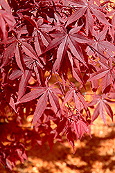 Yubae Japanese Maple (Acer palmatum 'Yubae') at GardenWorks