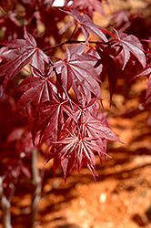 Glowing Embers Japanese Maple (Acer palmatum 'Glowing Embers') at GardenWorks