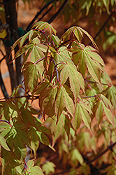 Osakazuki Japanese Maple (Acer palmatum 'Osakazuki') at GardenWorks