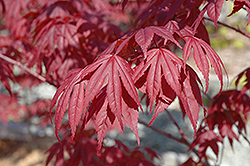 Nuresagi Japanese Maple (Acer palmatum 'Nuresagi') at GardenWorks