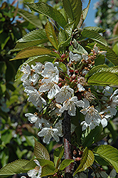 Sam Cherry (Prunus avium 'Sam') at GardenWorks