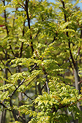 Japanese Pepper Tree (Zanthoxylum piperitum) at GardenWorks