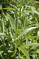Koromiko (Hebe salicifolia) at GardenWorks