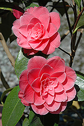 Betty Ridley Camellia (Camellia x williamsii 'Betty Ridley') at GardenWorks