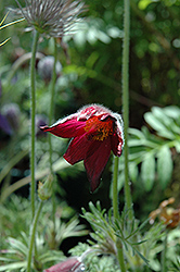 Heiler Hybrids Pasqueflower (Pulsatilla vulgaris 'Heiler Hybrids') at GardenWorks