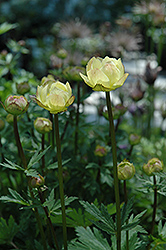 Alabaster Globeflower (Trollius x cultorum 'Alabaster') at GardenWorks
