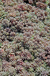 Dwarf Spanish Stonecrop (Sedum hispanicum 'var. minus') at GardenWorks