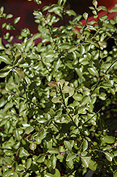 James Sterling Kohuhu (Pittosporum tenuifolium 'James Sterling') at GardenWorks